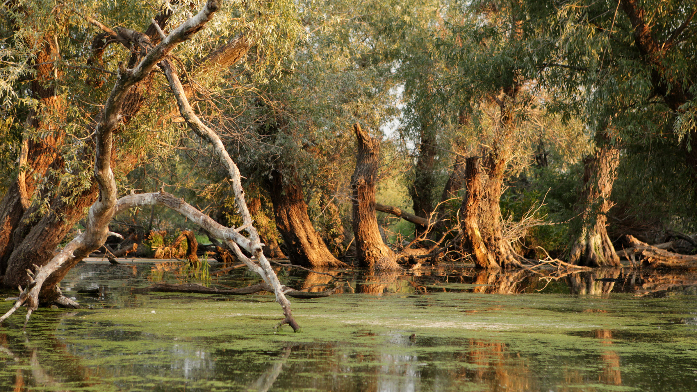 "Donau - Lebensader Europas: Vom Schwarzwald zum Schwarzen Meer": Nationalpark Donauauen.