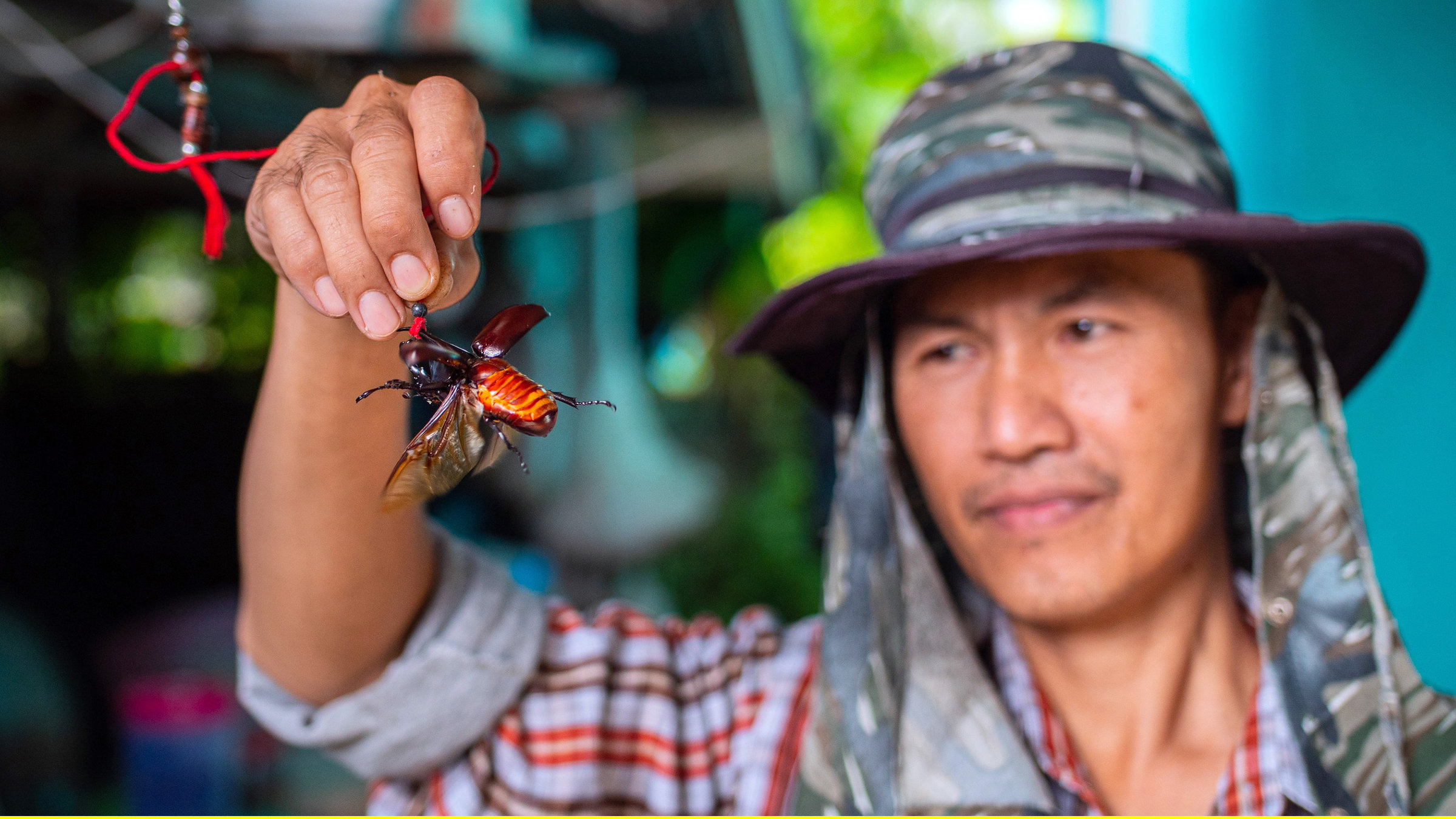 "In Thailands Norden": Käferzüchter Pao mit einem seiner Riesenkäfer.