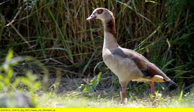 Mecklenburg und die neuen Wilden