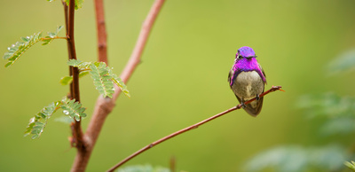 Die Farben der Tierwelt (1/2)