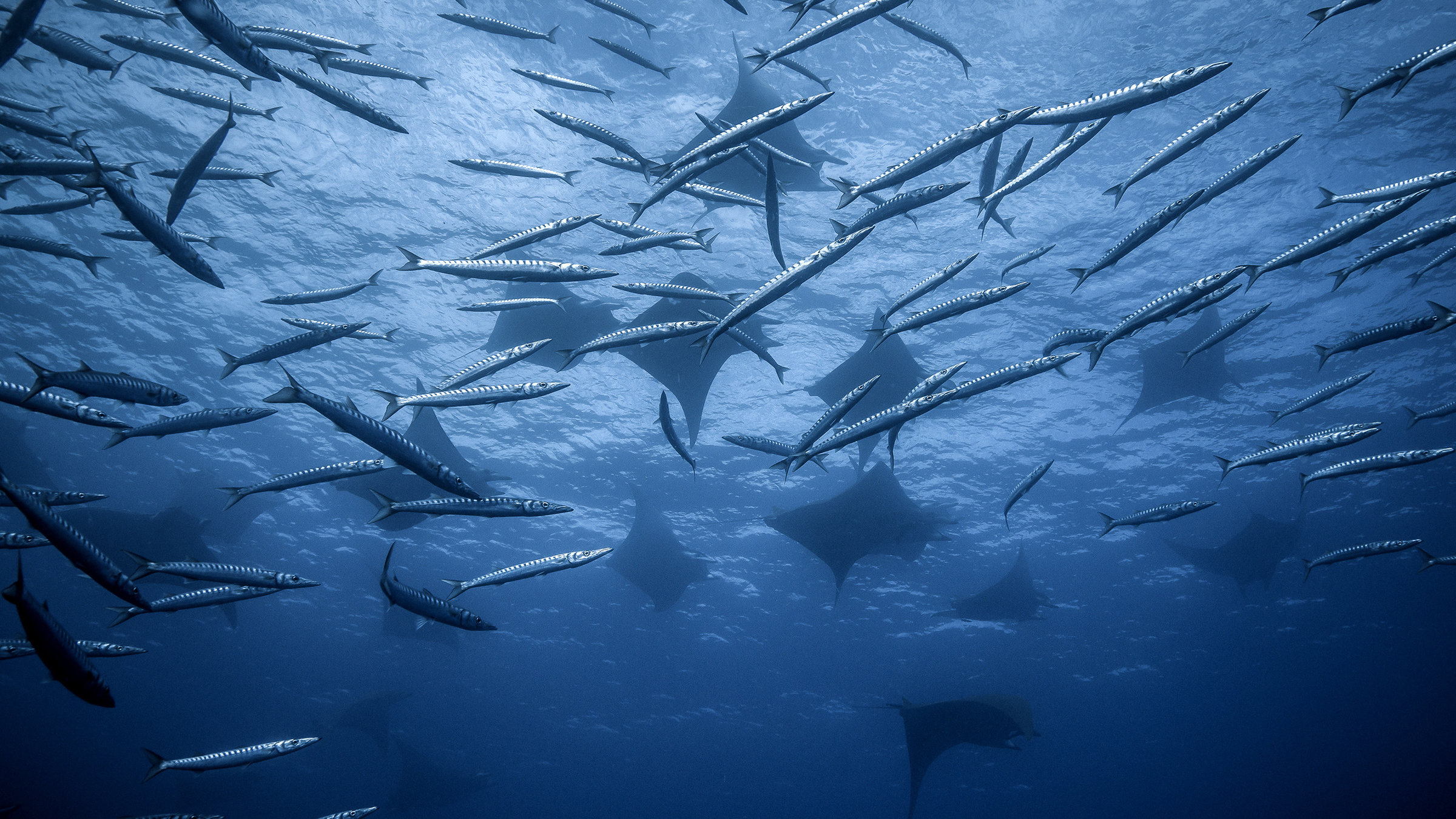 "Atlantik - Ozean der Extreme: Berge der Tiefsee": Die fischreichen Gewässer vor den Azoren locken Teufelsrochen und Barrakudas an.