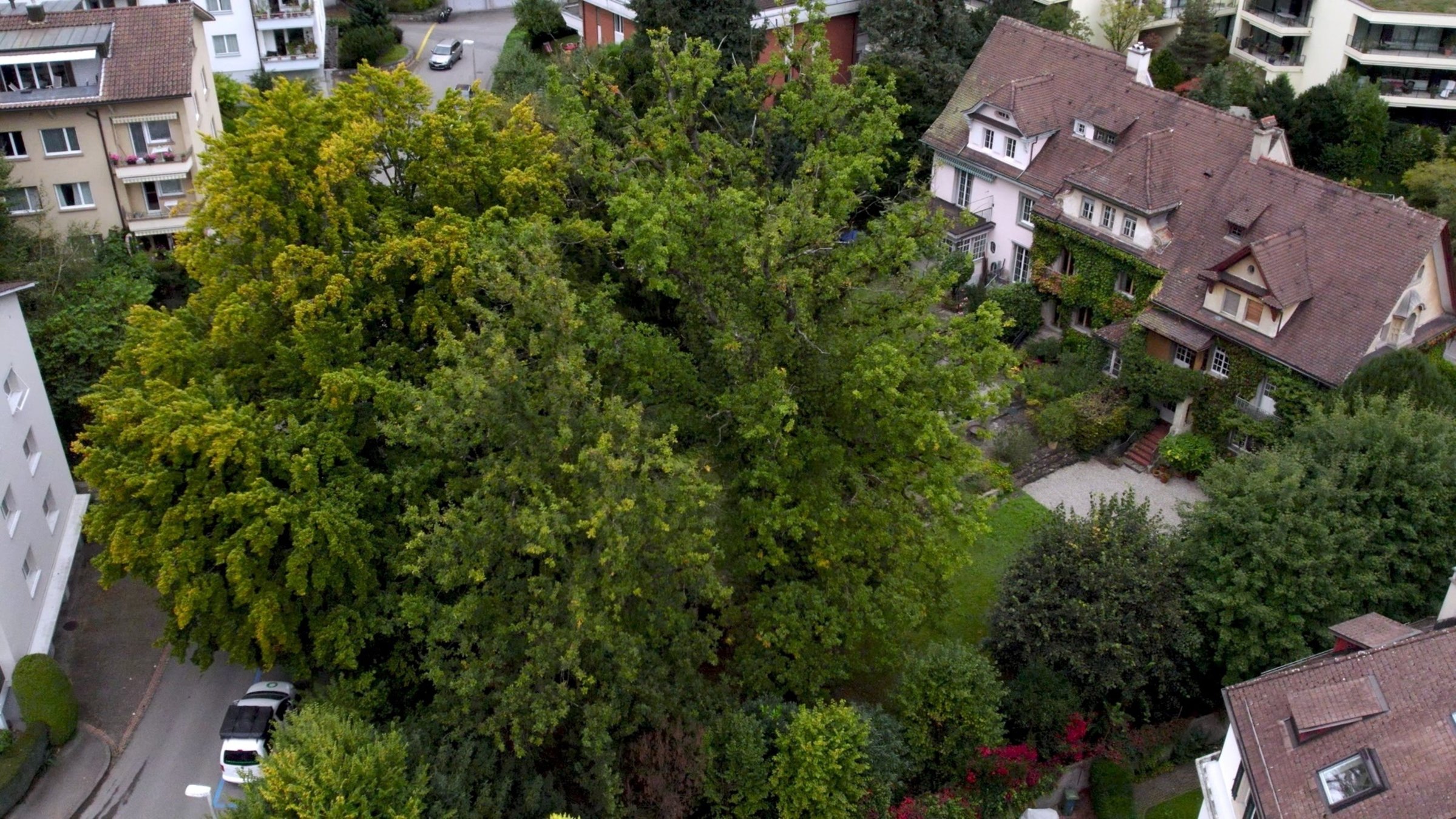"Die magische Welt der Bäume - Die Eiche": Eine Prachteiche mitten in Luzern Doch leider geht es ihr schlecht, der Baumpfleger muss her.