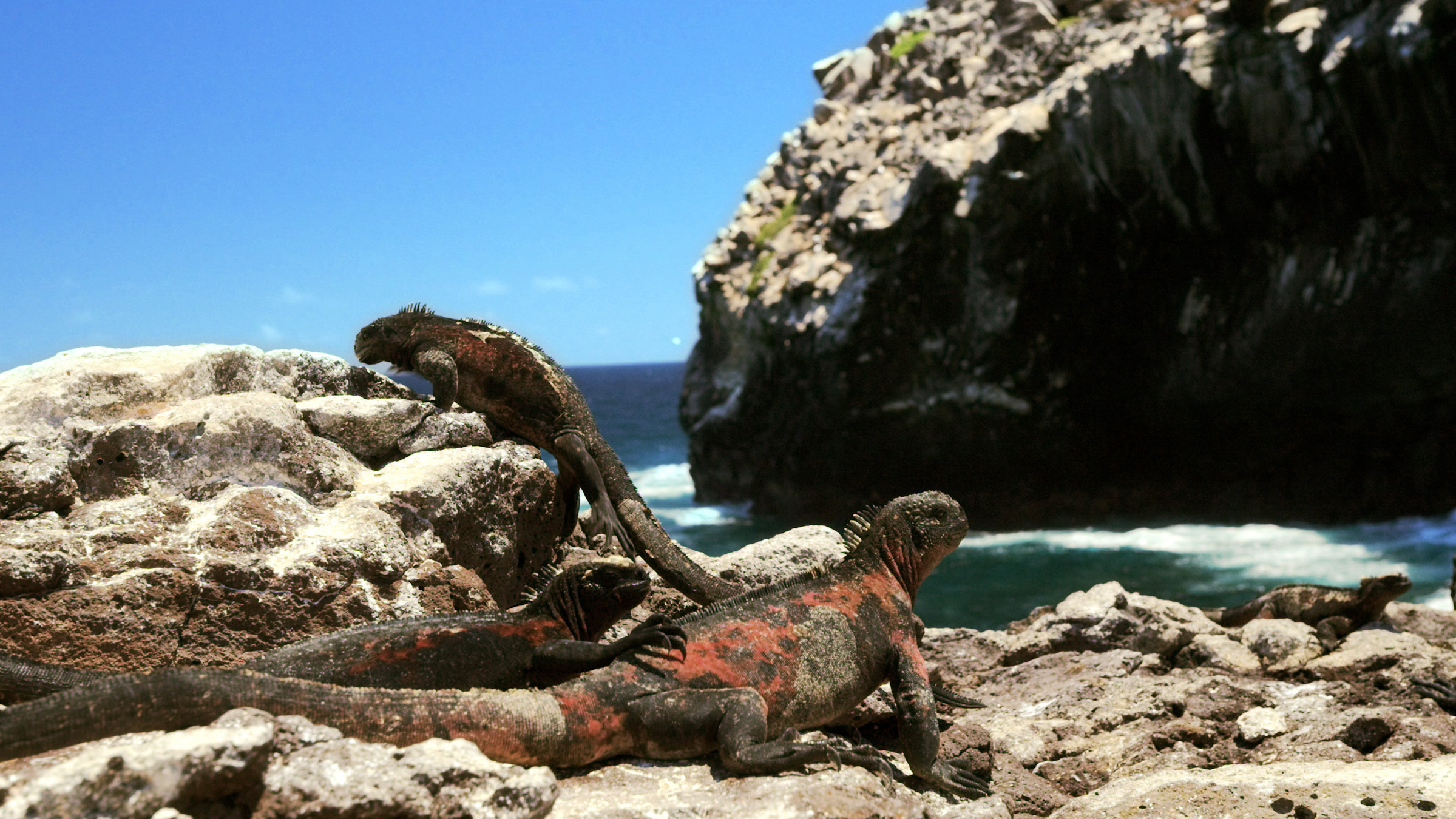 "Der Humboldt-Strom (3/3) - Von Peru bis Galapagos": Drei Echsen an der einer felsigen sonnigen Küste.