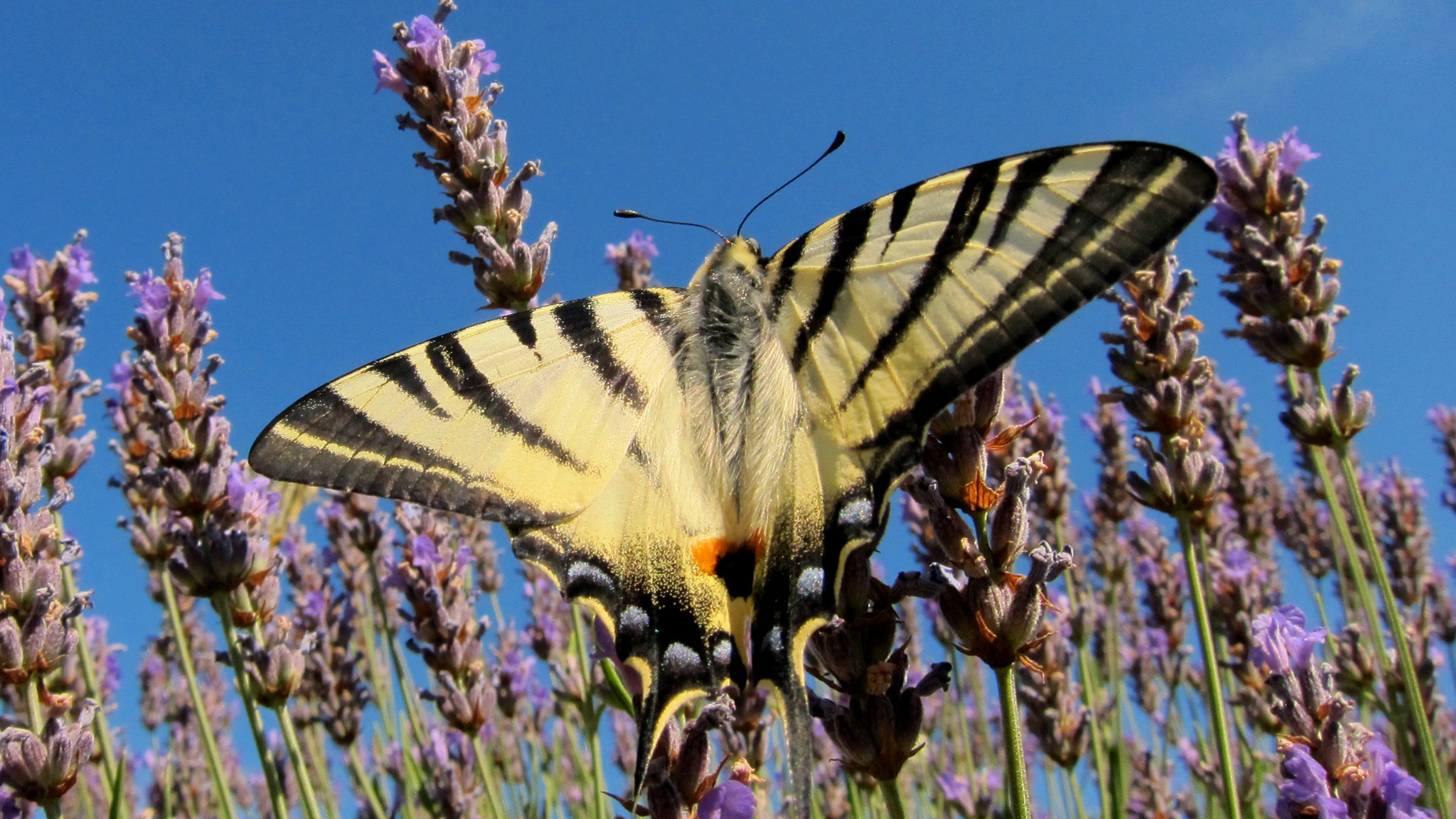 "Kinder der Sonne  - Unsere Schmetterlinge": Segelfalter auf Lavendel.