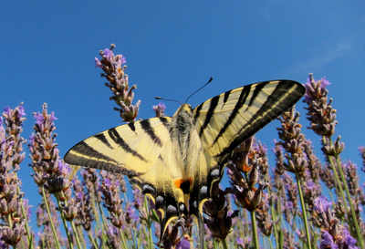 Kinder der Sonne - Unsere Schmetterlinge