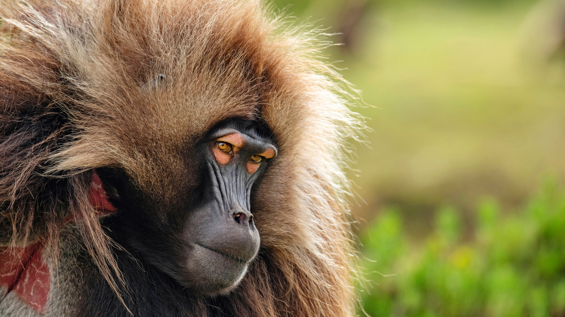 "Terra X: Unser grüner Planet - Zivilisation": Ein männlicher Dschelada-Affe in Nahaufnahme.