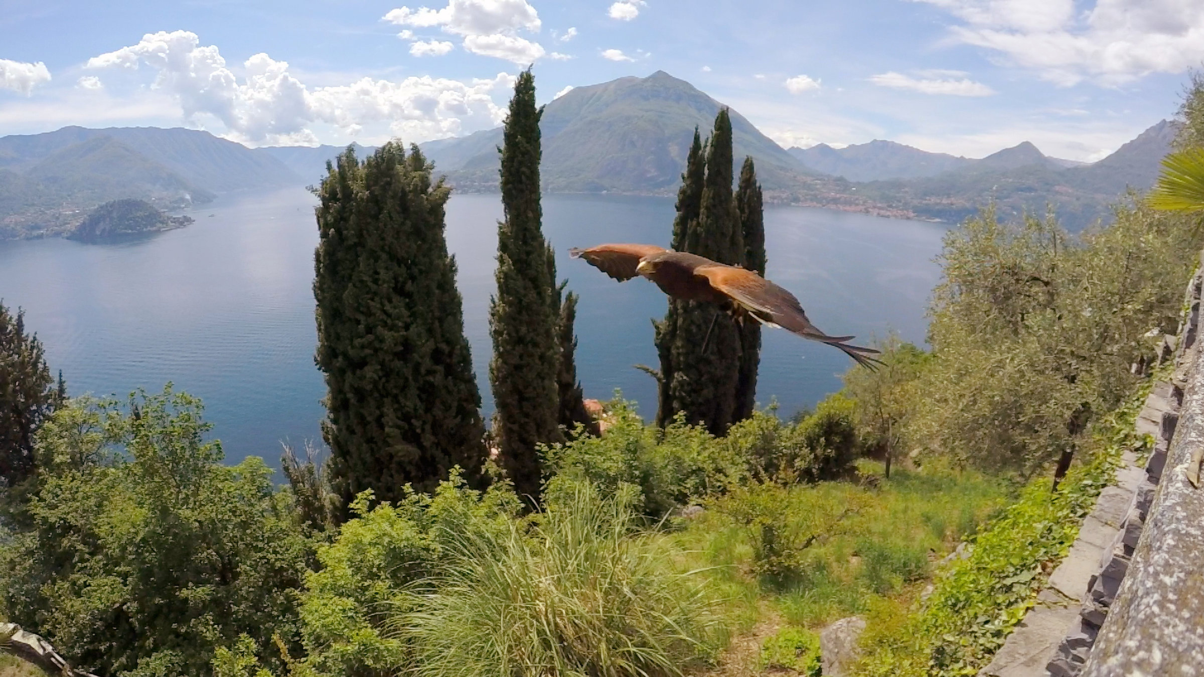 "Jenseits der Alpen - Am Comer See": Ein Wüstenbussard fliegt über den Comer See.