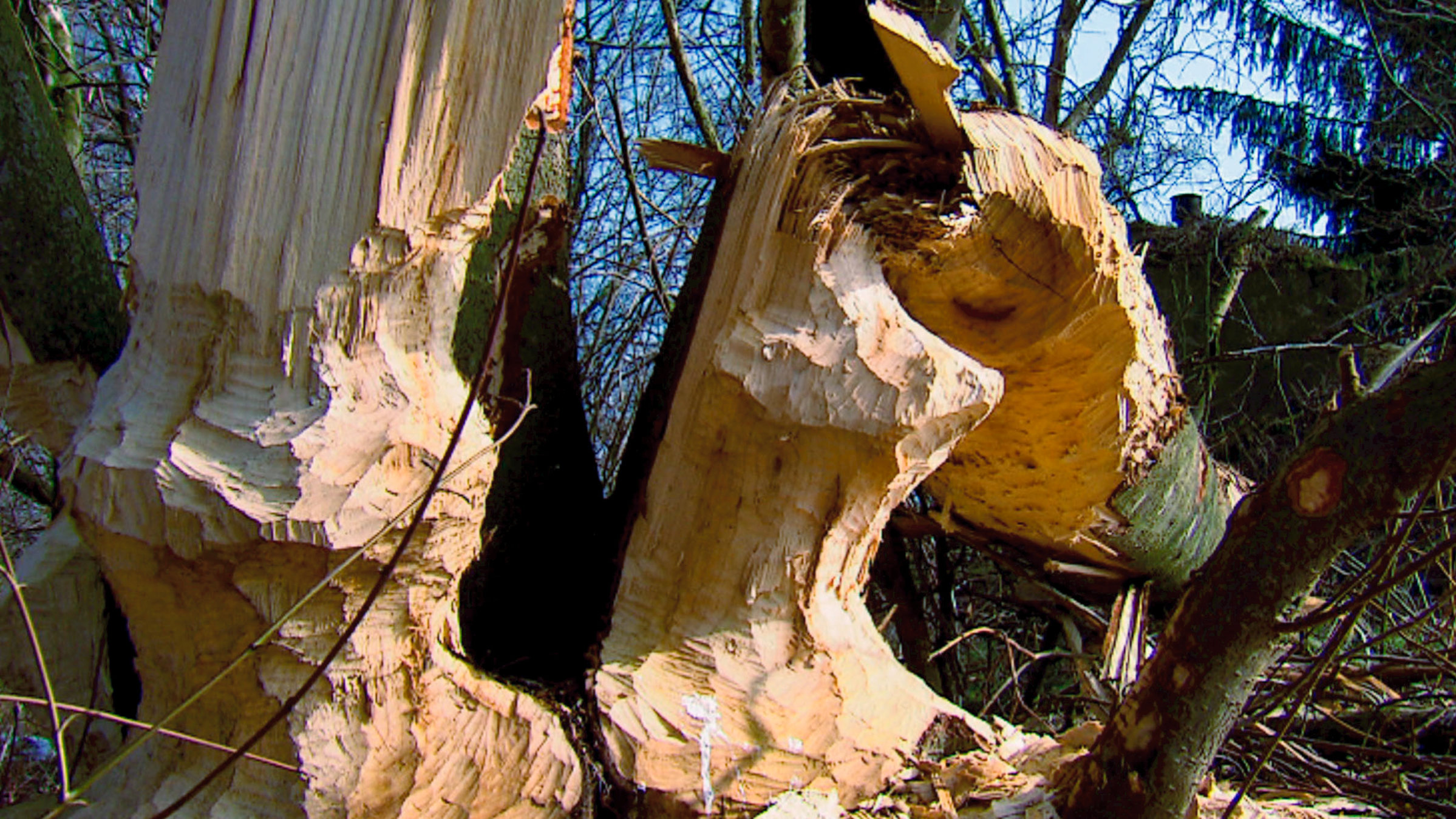 "NETZ NATUR: Biber": Abgenagte Baumstämme