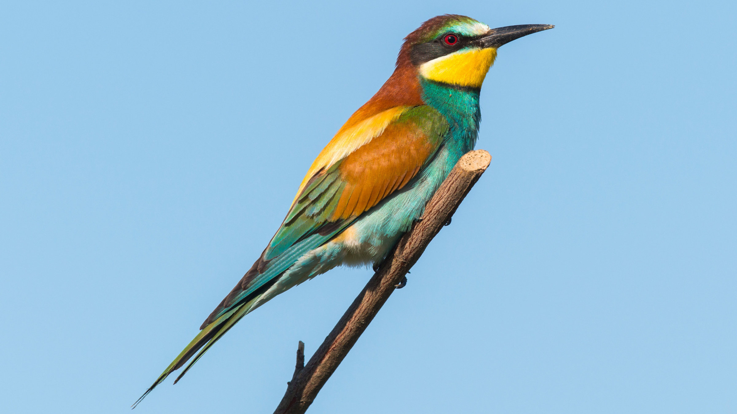 "Von der Steppe in die Alpen - Vögel in Österreich": Bienenfresser.