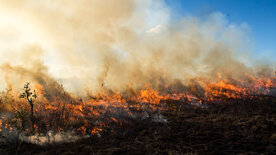 Wildes Brasilien (3/3)