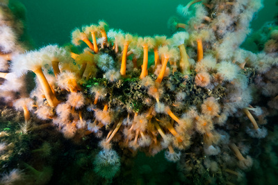 Faszination Wasser: Geheimnisvolle Ostsee