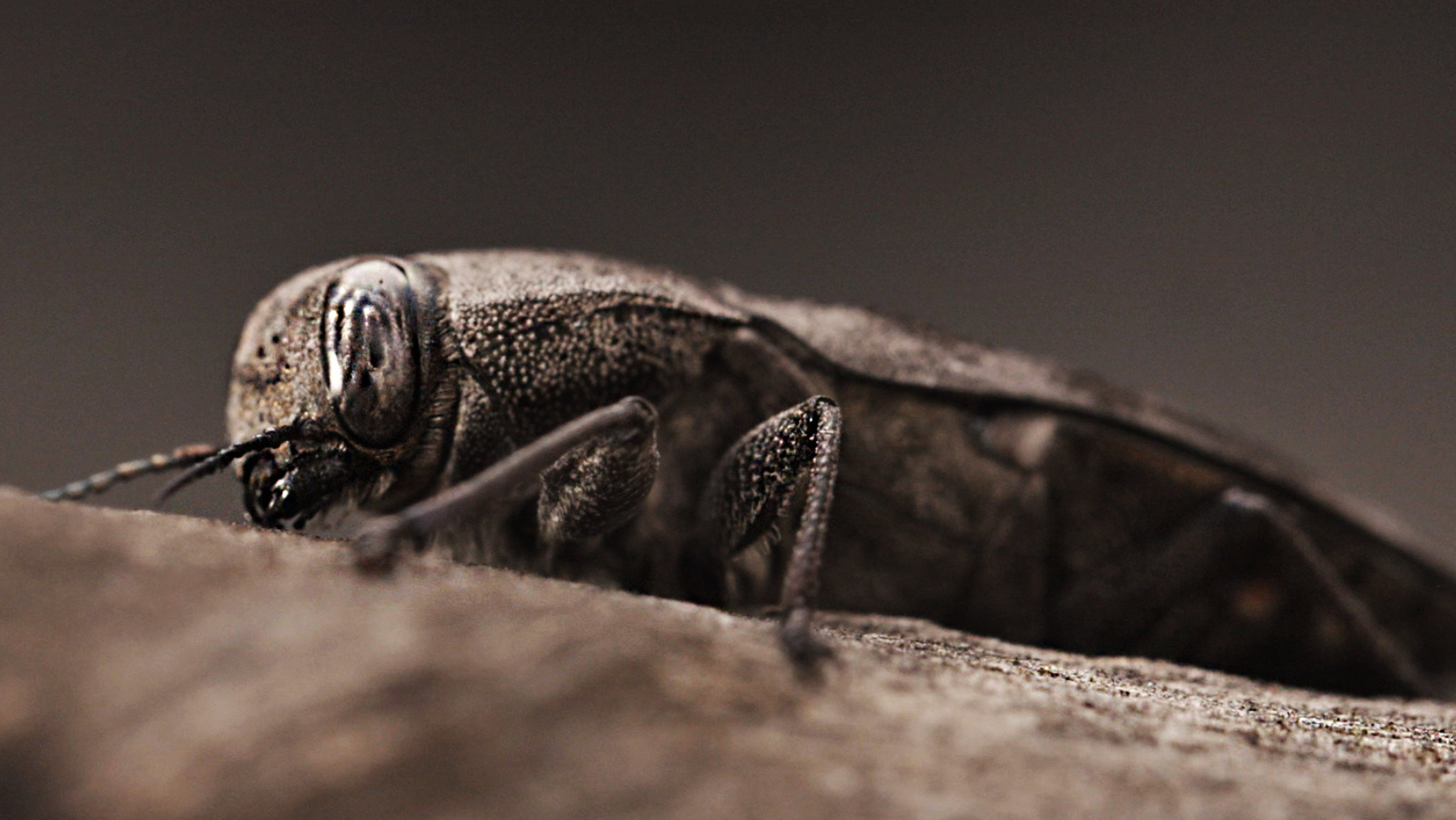 "Terra X: Der sechste Sinn der Tiere": Ein australischer Feuerkäfer krabbelt auf einem Holzstück.