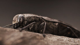 Der sechste Sinn der Tiere
