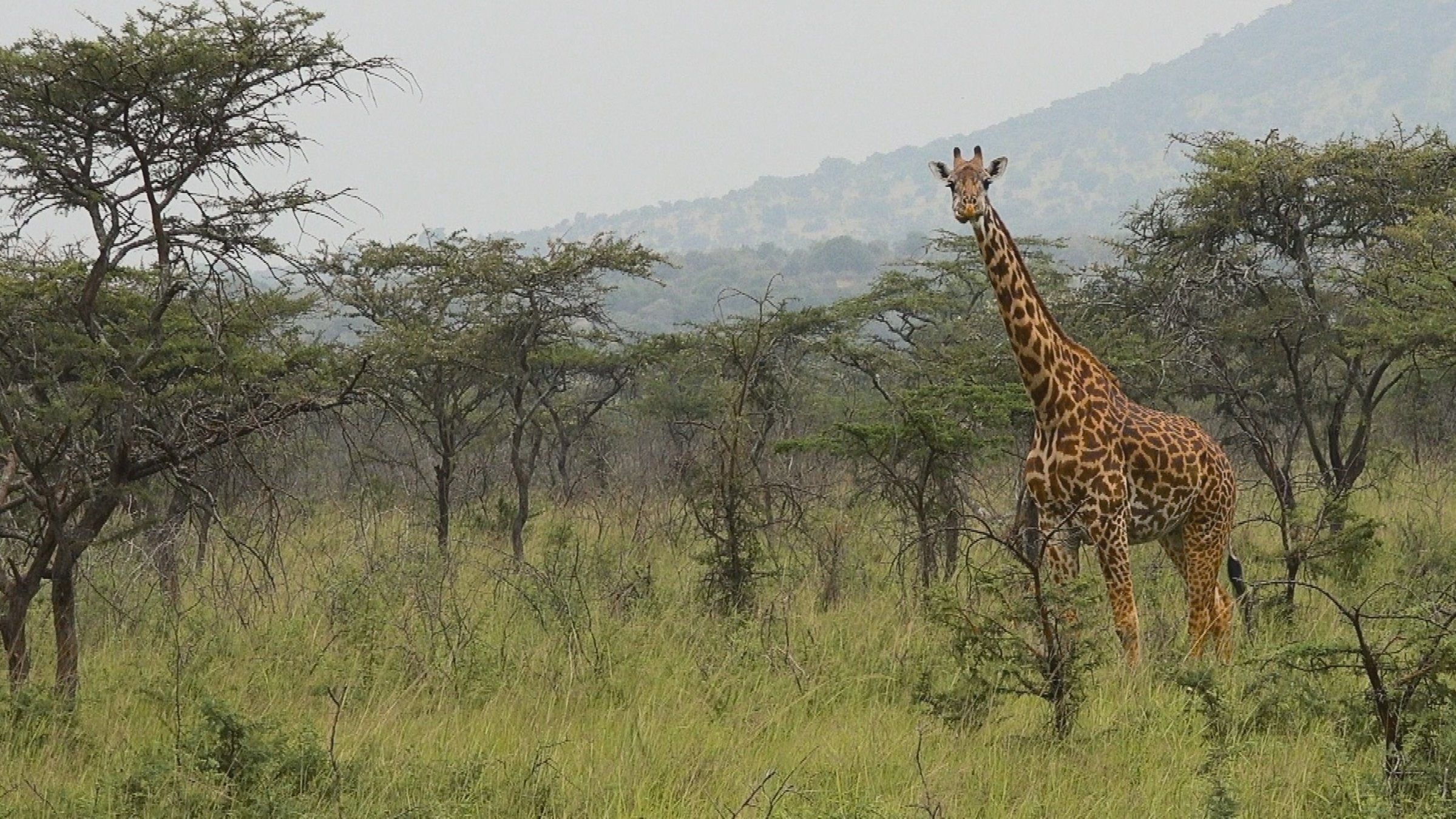 "Ruanda - Perle Zentralafrikas": Giraffe in Buschland.