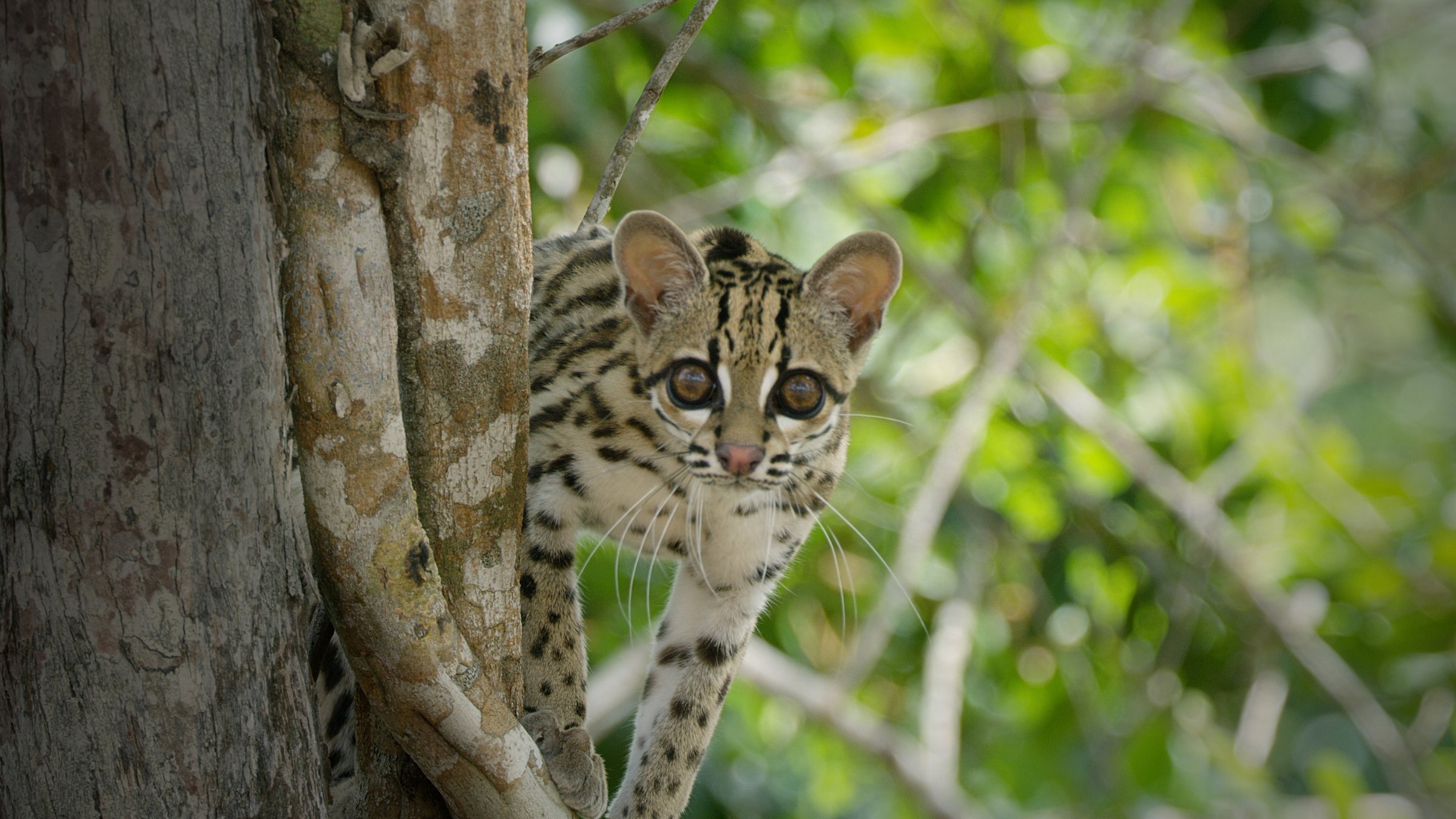 "Leben im Kronendach - Hungerkünstler": Margays sind ausgezeichnete Kletterer, sie verbringen einen großen Teil ihres Lebens in den Bäumen.