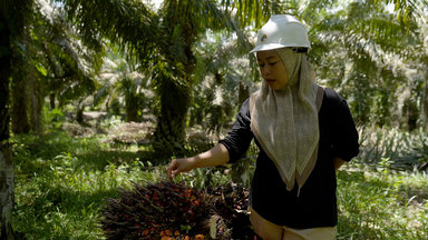 Plan B - Plan B: Zukunft Palmöl