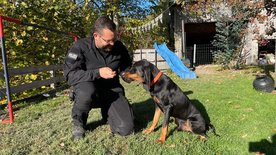 Schweizer Hundegeschichten: Laufhund Lilly<br/>und die Appenzeller