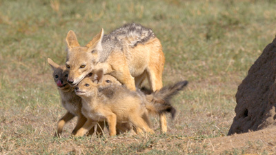 Die Großkatzen der Masai Mara (2/2)