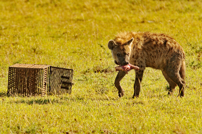 Hyänen - Die Königinnen der Masai Mara