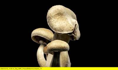 Magic Mushrooms - Zwischen Trip und Therapie