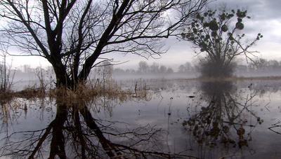 Fluss ohne Grenzen - Auenwildnis an der March