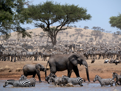 Serengeti: Zeit der Wanderung