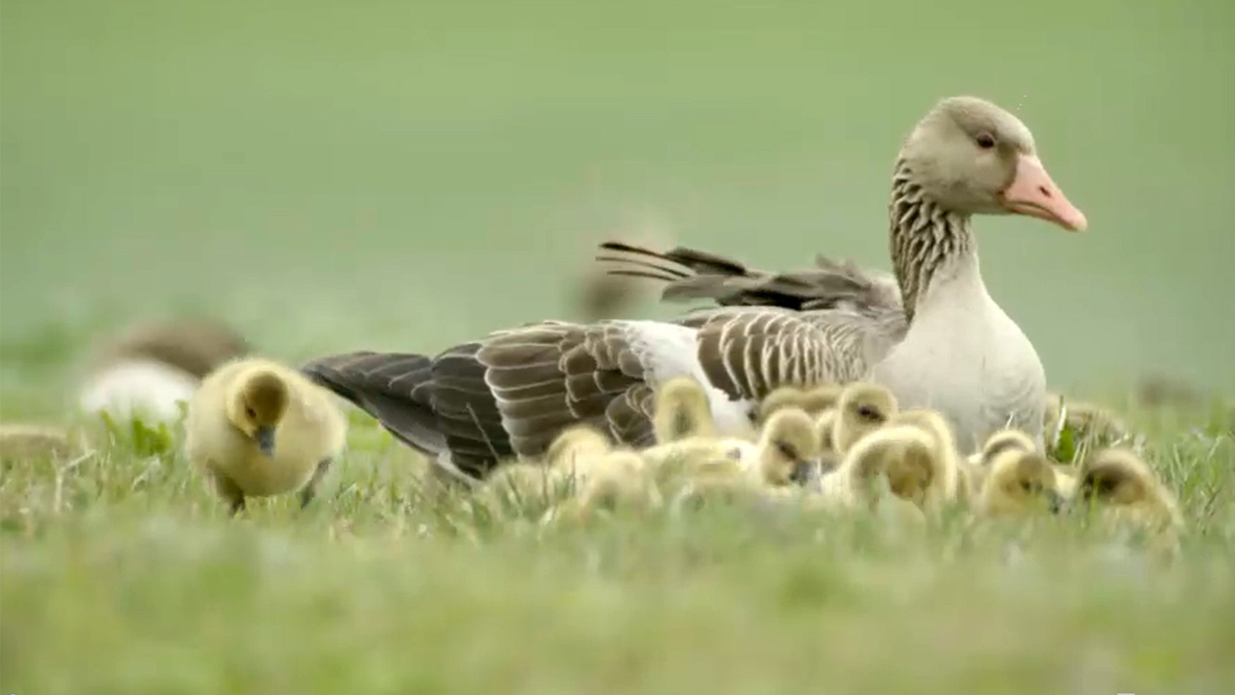 "Graugans-Paradies Neusiedler See": Graugänse.