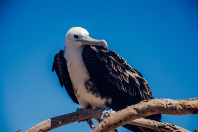 Galapagos (2/2)