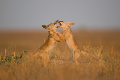 Wildes Indien (2/3)