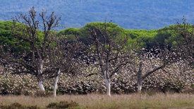 Maremma - Italiens wilde Schönheit: Frühling und Sommer