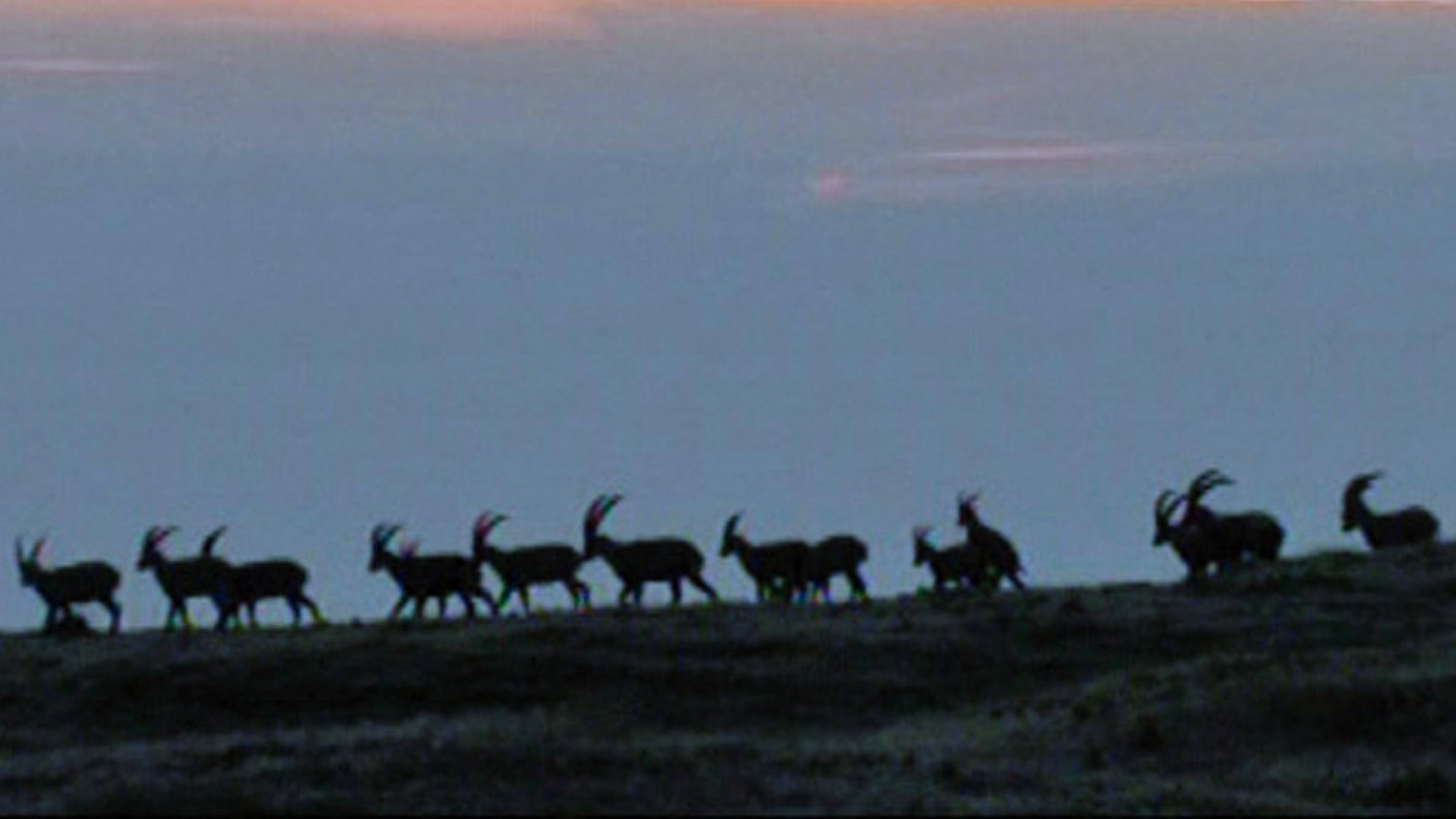 "NETZ NATUR: Die Gehörnten": Gruppe von Steinböcken