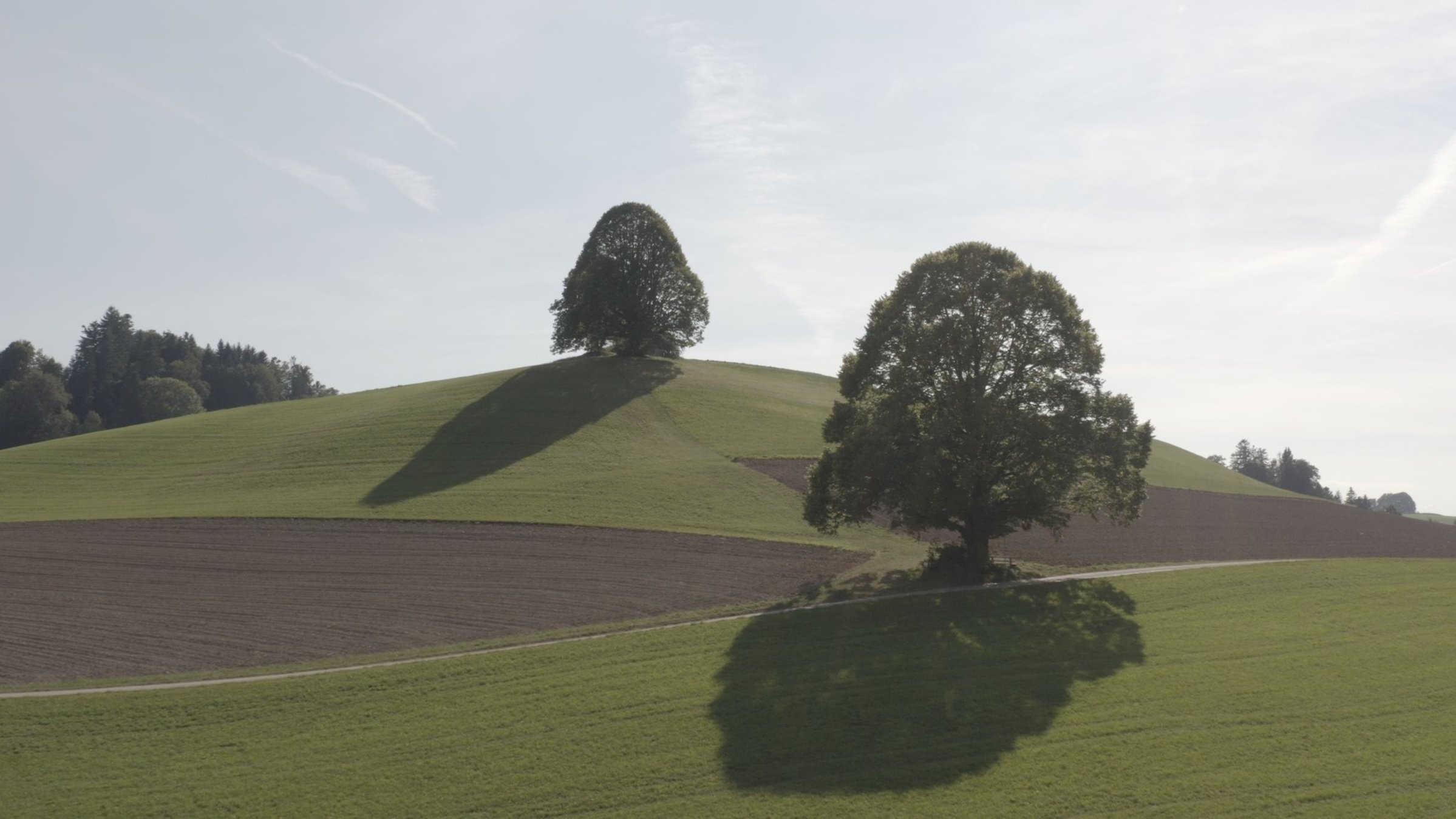 "Die magische Welt der Bäume - Die Linde":  Die Linde.