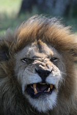 Kielings wildes Afrika