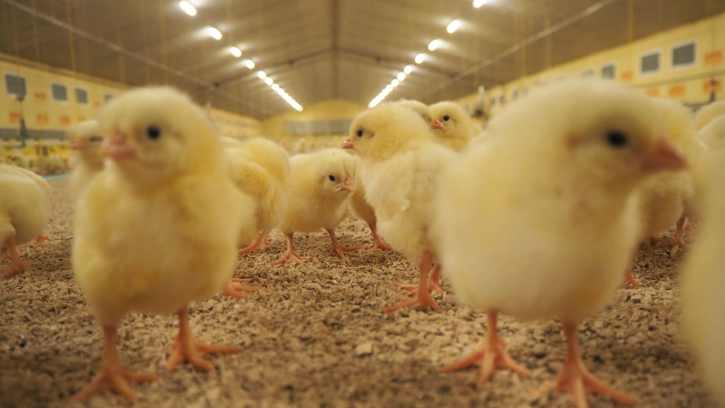 "planet e.: Das Hühner-Dilemma - Zwischen Tierwohl und Preisschlacht": Küken in einer Hühnermastanlage.