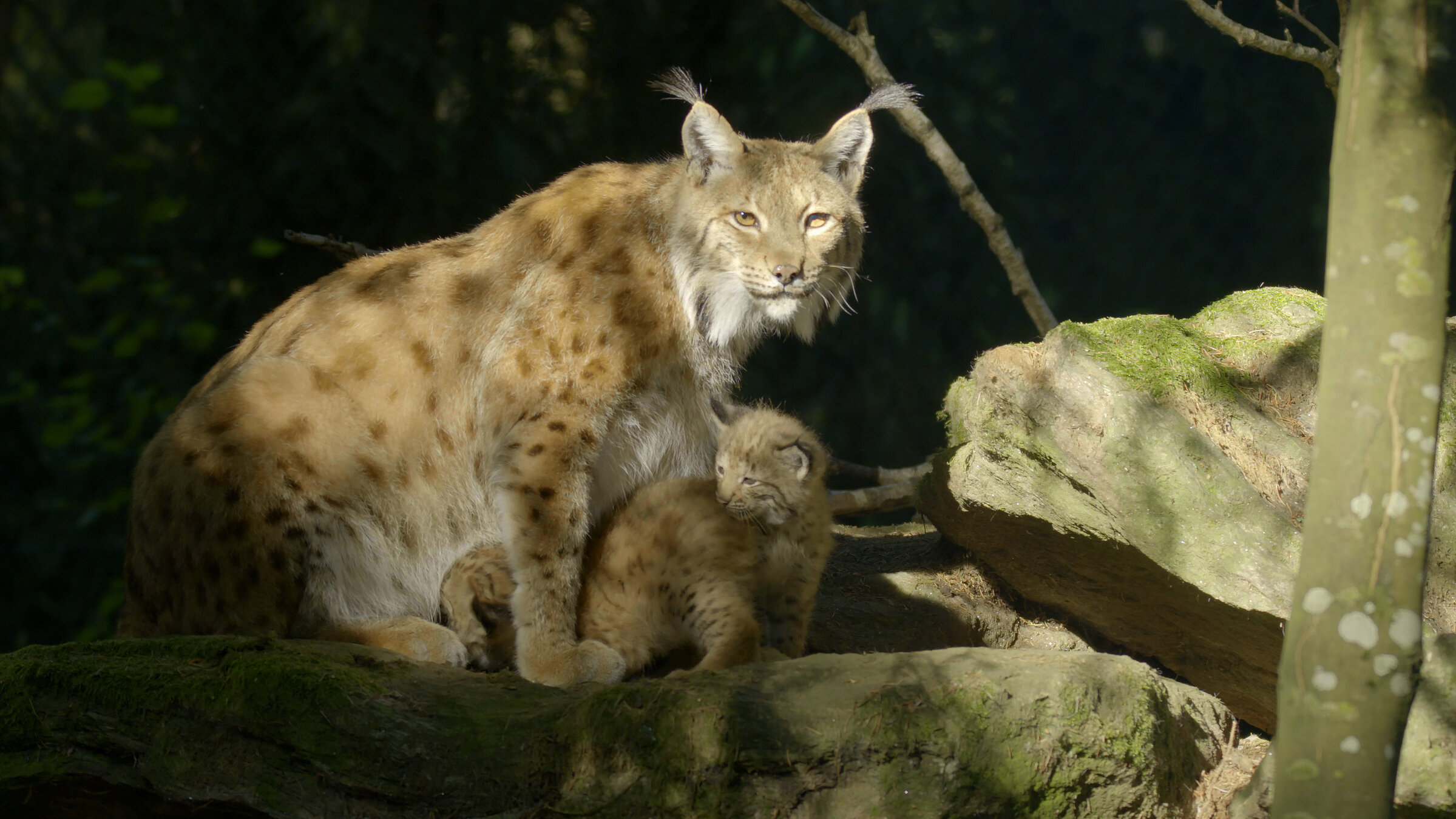 "Naturerbe Österreich - Die Nationalparks (2/2) - Herausforderungen": Luchs mit Jungtier im Nationalpark Kalkalpen.
