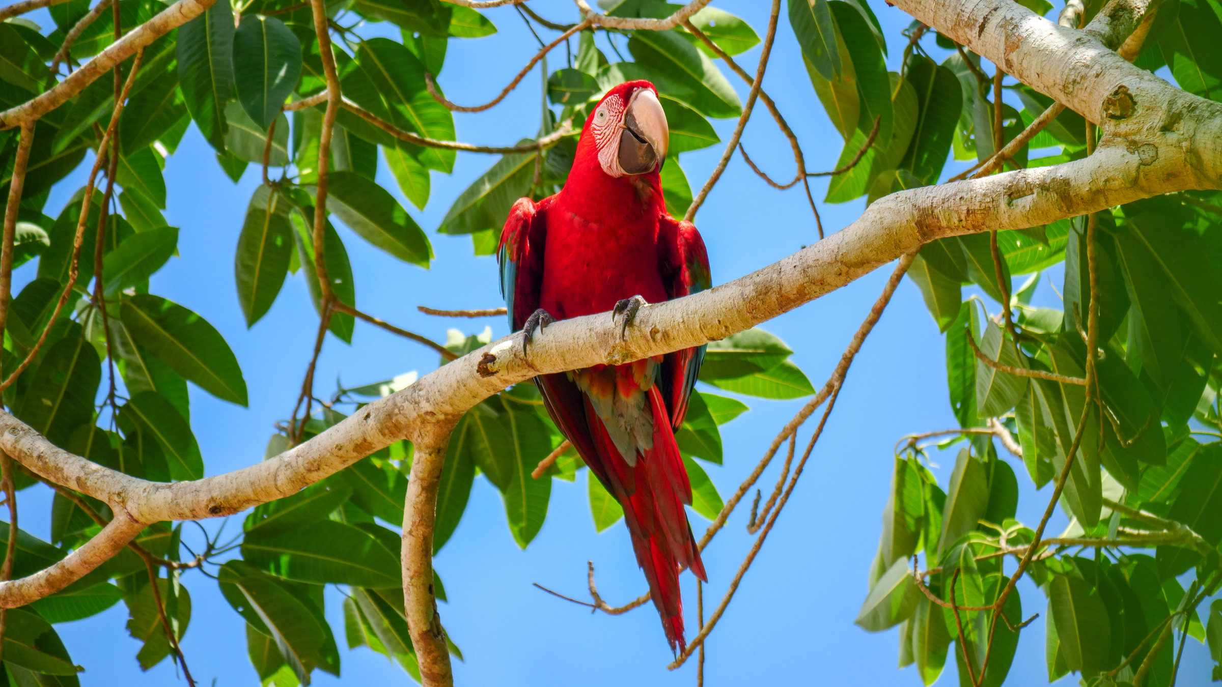 "Wildes Peru (2/2) - Am Oberlauf des Amazonas": Ein roter Papagei auf einem Zweig.