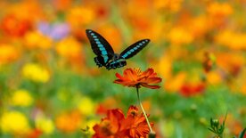 Die Farben der Tierwelt (1/2)