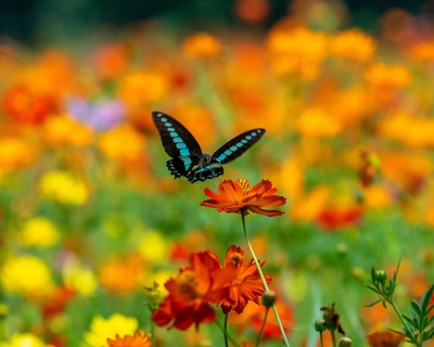 Die Farben der Tierwelt (1/2)