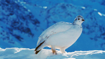 Berg und See in Eis und Schnee