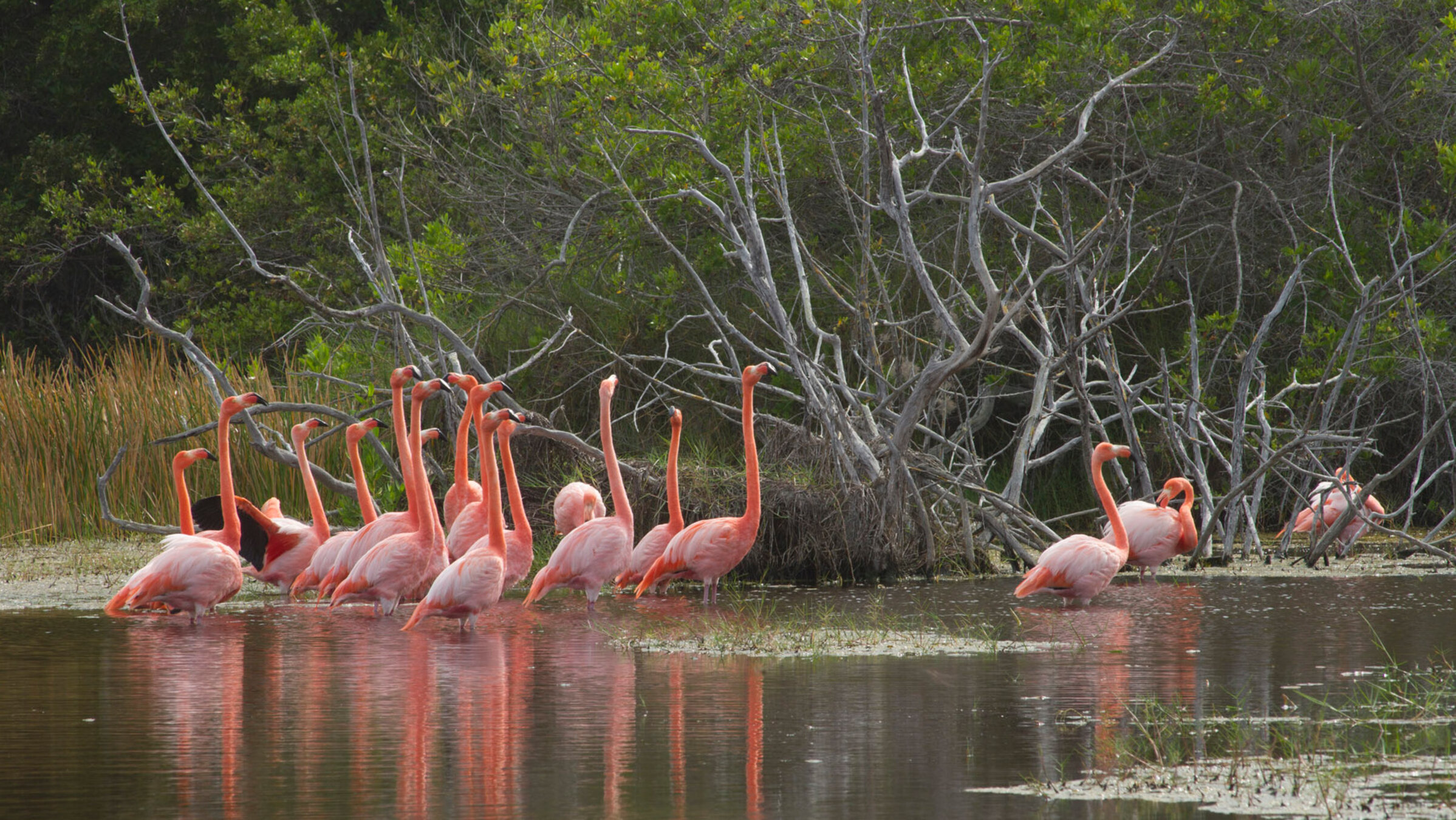 "Wilde Inseln: Galapagos": Flamingos.