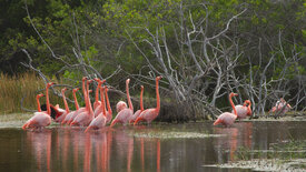 Wilde Inseln: Galapagos