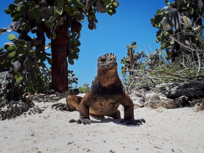 Galapagos (2/2)