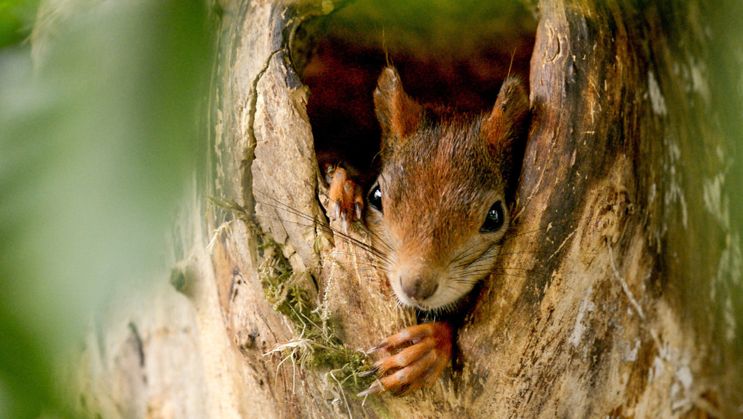 "Geheimnisvolle Eichhörnchen": Immer wieder prüft die Eichhörnchen-Mutter, ob keine Fressfeinde in der Nähe der Baumhöhle auftauchen.