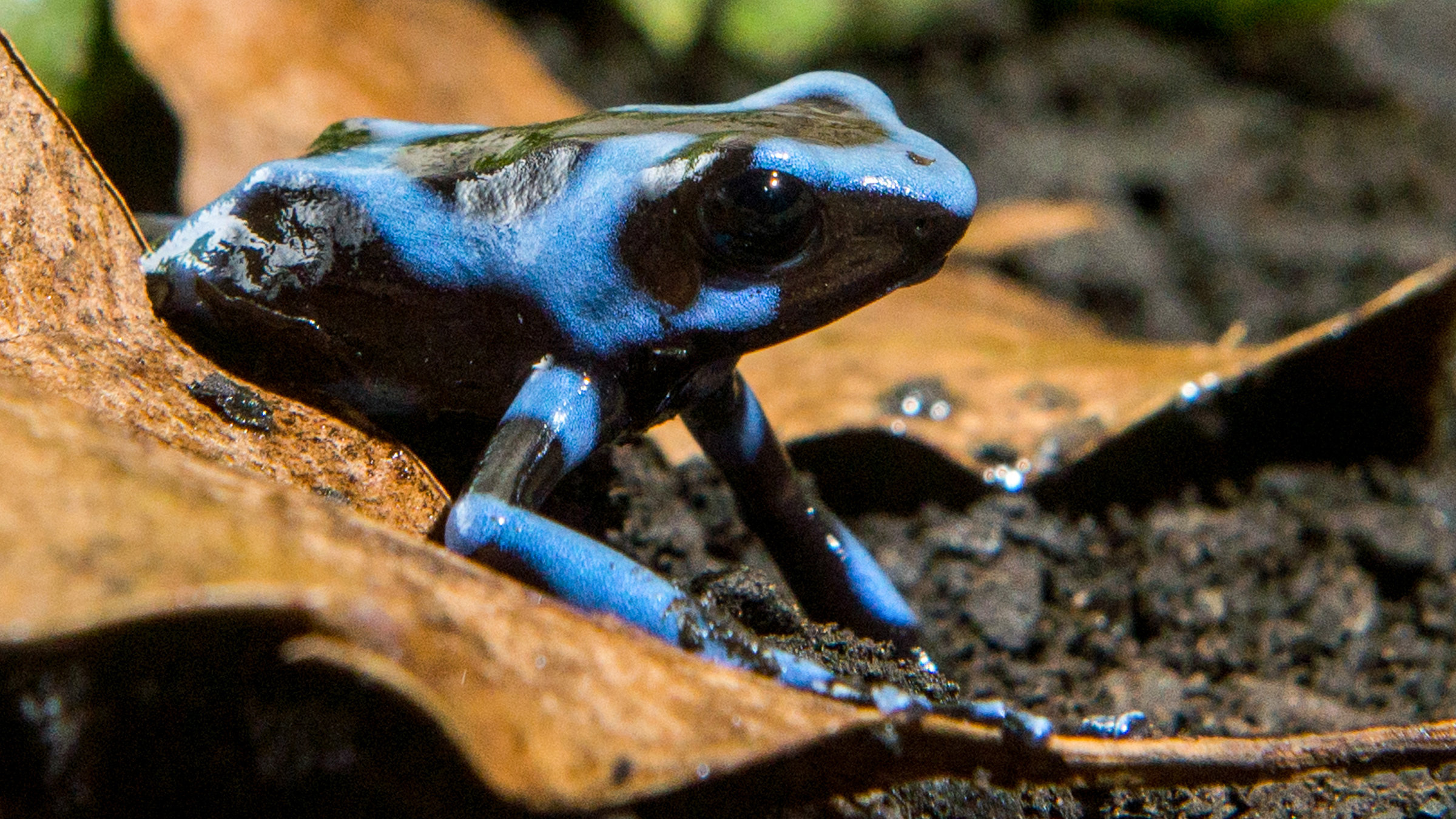 "Die fabelhafte Welt der Frösche": Blauer Gift-Pfeil-Frosch auf einem brauen Blatt sitzend.