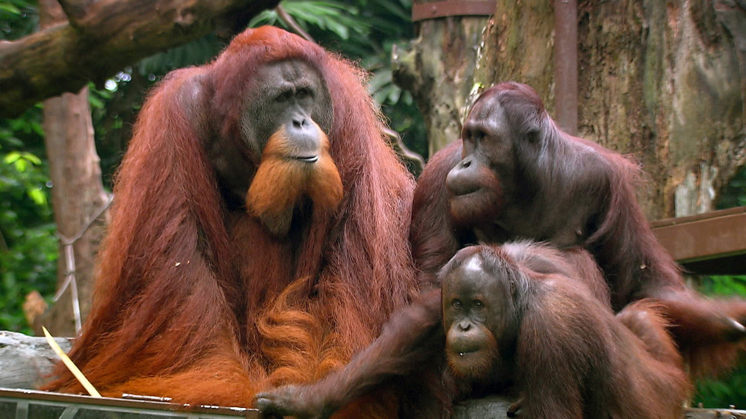 "Beeindruckende Tierwelt: Im Dschungel": Orang-Utans.