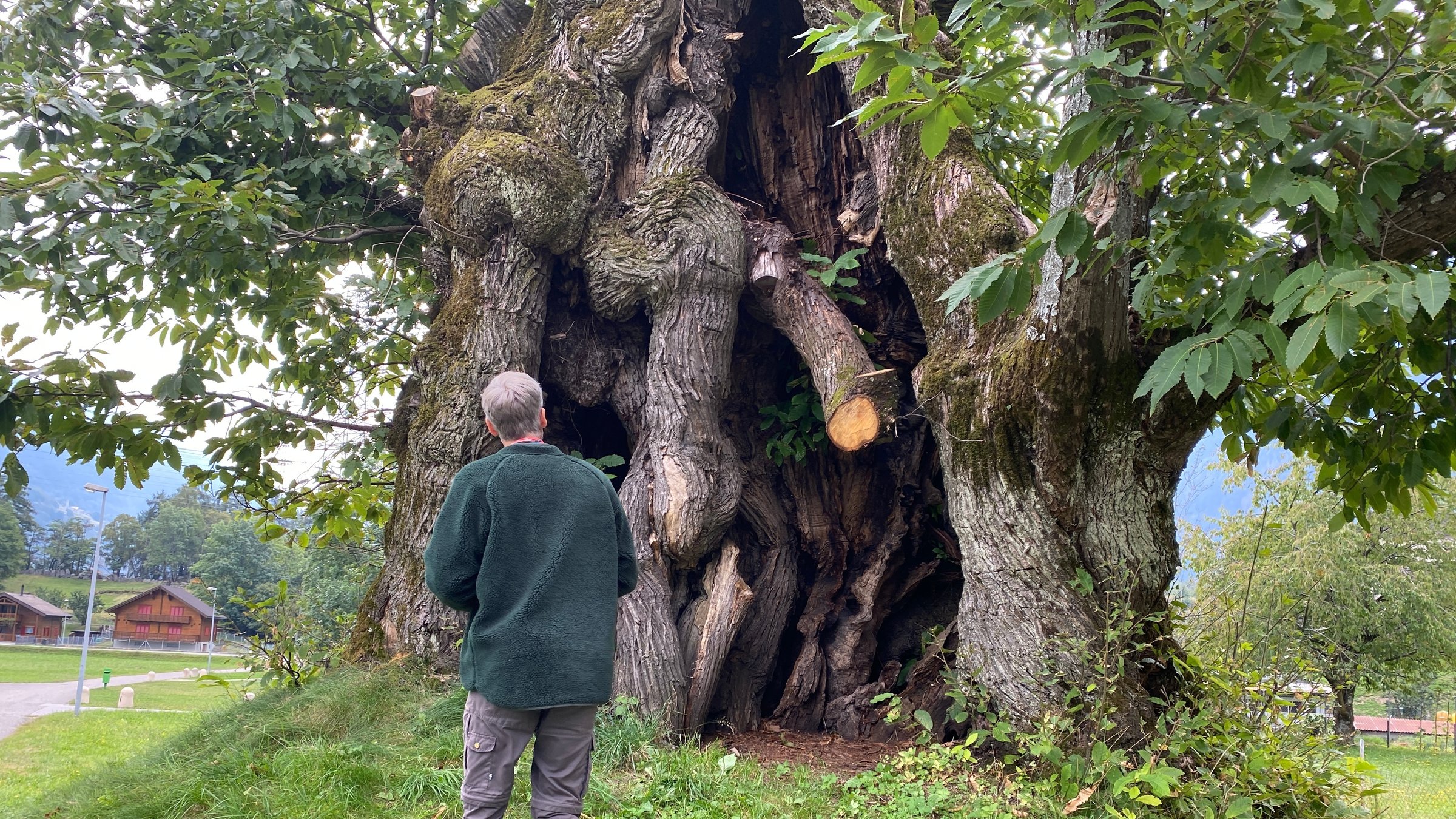 "Die magische Welt der Bäume - Die Kastanie": Die Kastanie. Michel Brunner vor der Riesenkastanie in Chironico (TI).