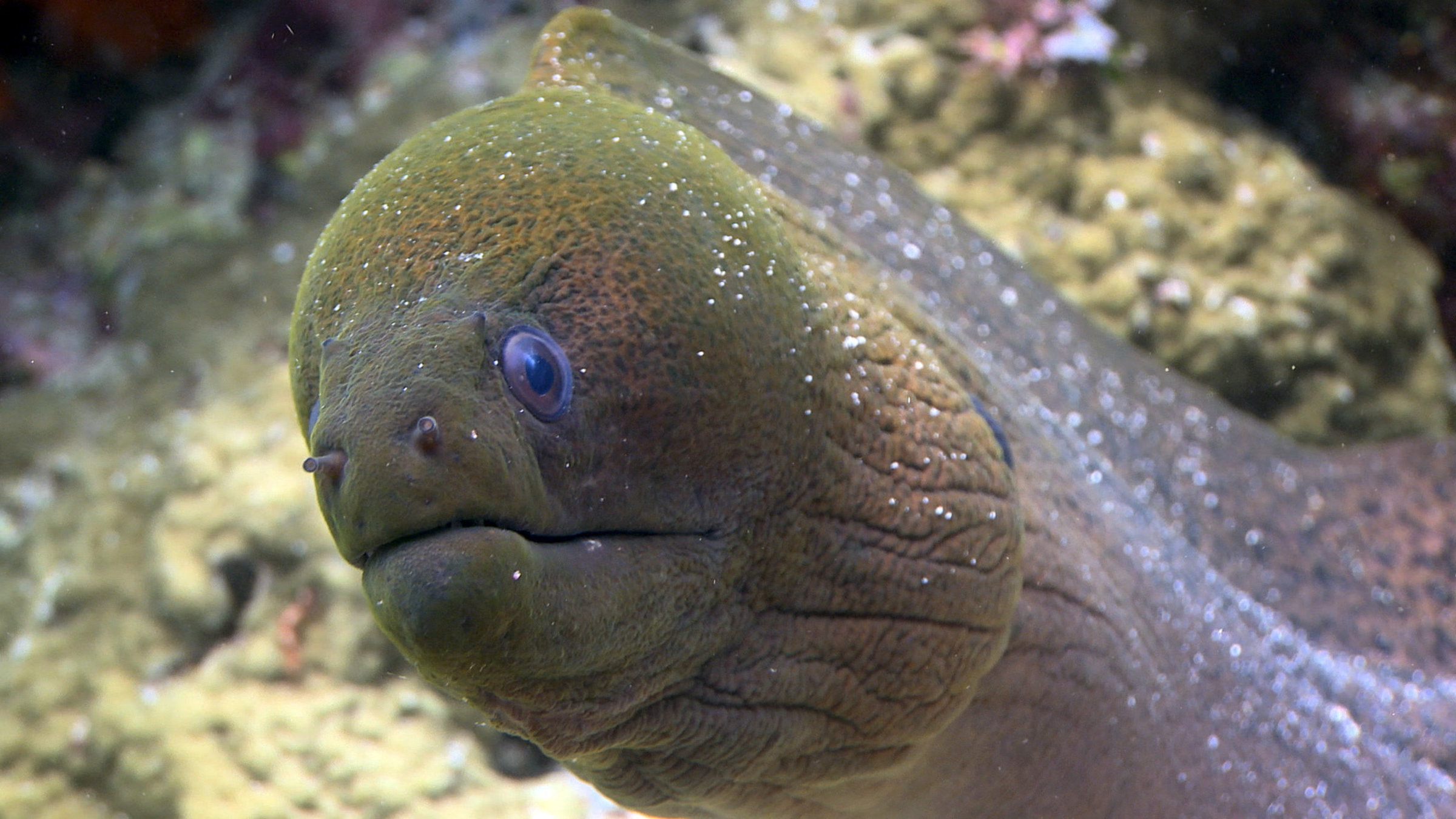 "Beeindruckende Tierwelt: Im Meer": Ob Delfine, Süßlippen- und Damselfische, Seelöwen, Buckelwale oder Seeanemonen, die dem Clownfisch ein sicheres Zuhause bieten - die Unterwasserwelt der Ozeane ist auf der ganzen Welt äußerst beeindruckend.